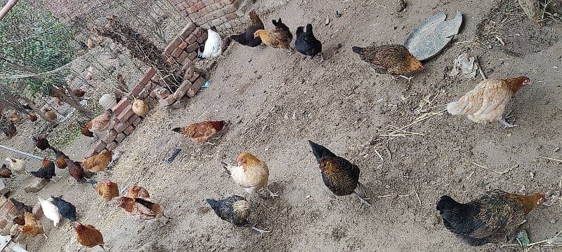 Golden misri hens egg lying on whole sale rate 4