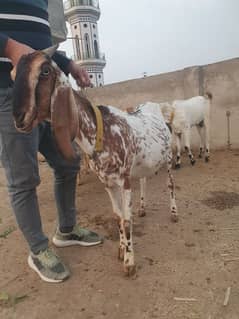 pregnant bakri 4 month ki