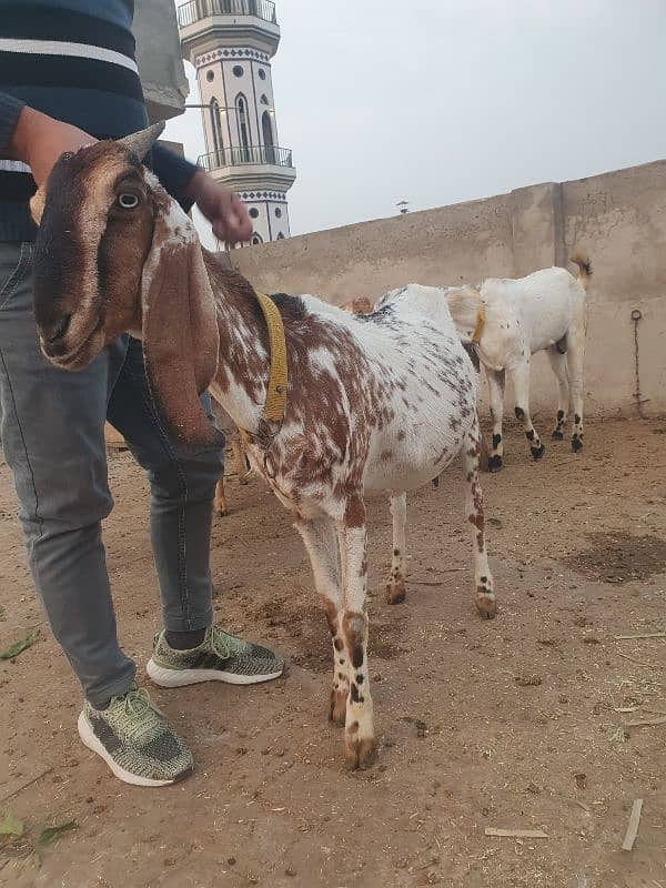 pregnant bakri 4 month ki 1