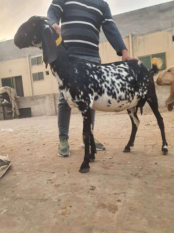 pregnant bakri 4 month ki 2