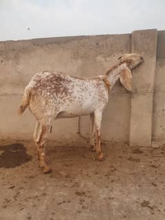 pregnant bakri 4 month ki