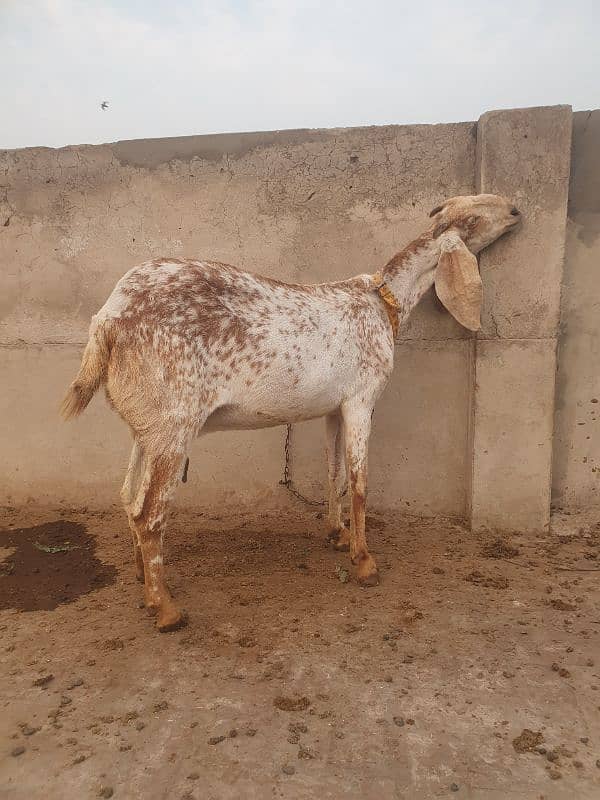 pregnant bakri 4 month ki 4