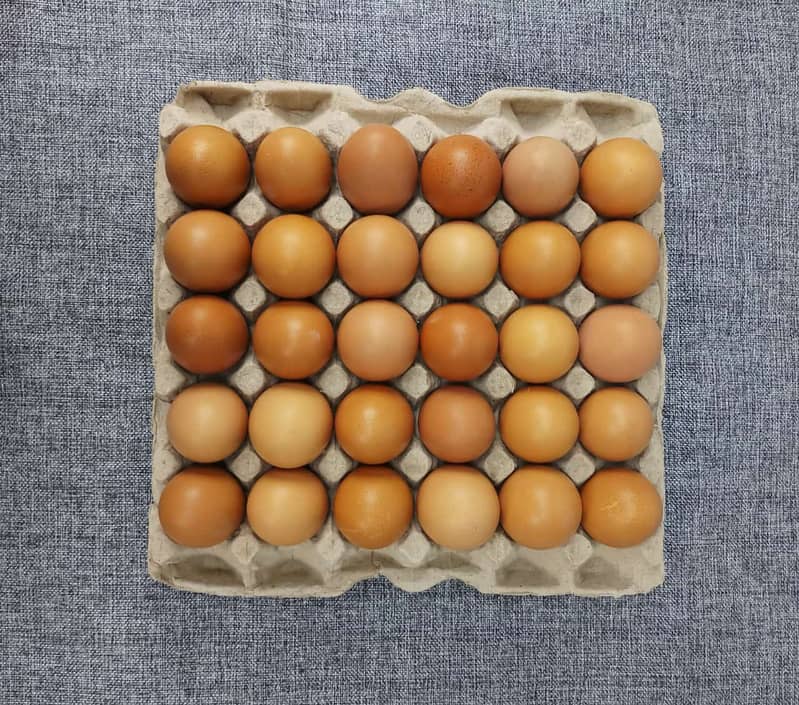 lohman brown | lohman black | eggs laying hens | eggs | brown eggs 4