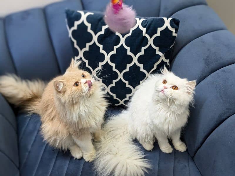 Triple coat Persian cat for sale 0