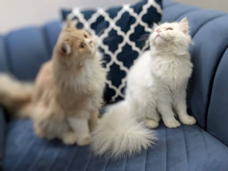 Triple coat Persian cat for sale 1