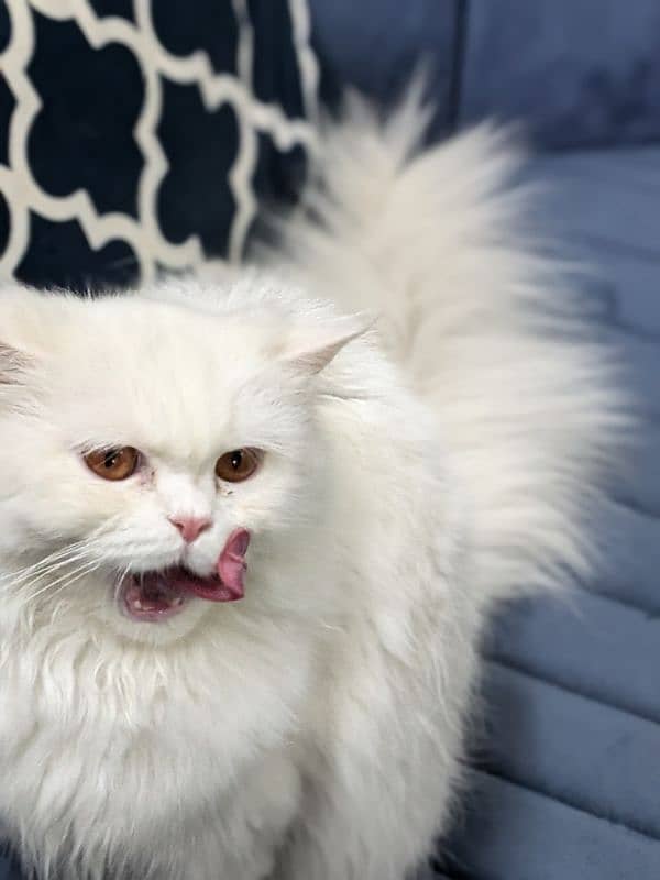 Triple coat Persian cat for sale 3