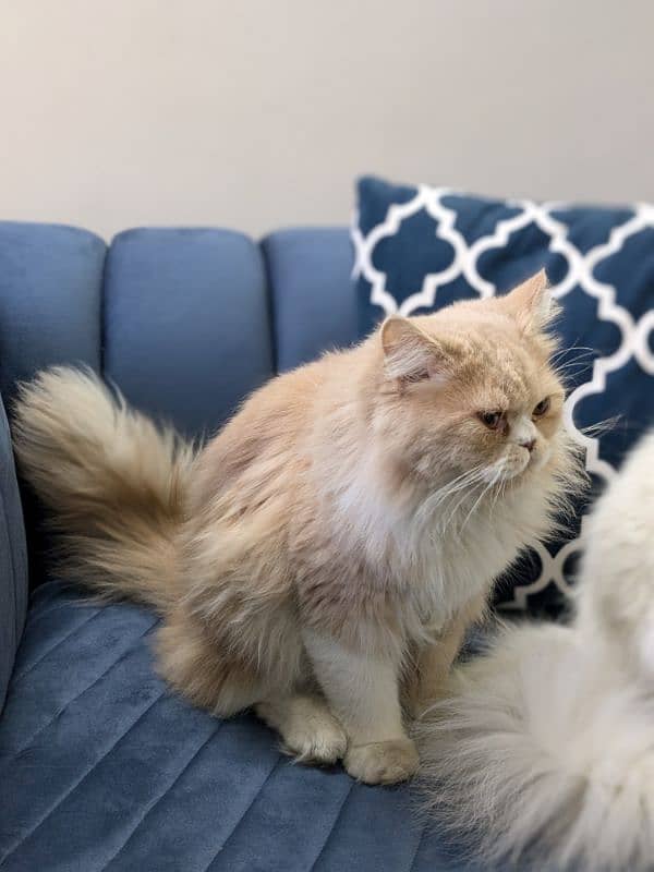 Triple coat Persian cat for sale 5