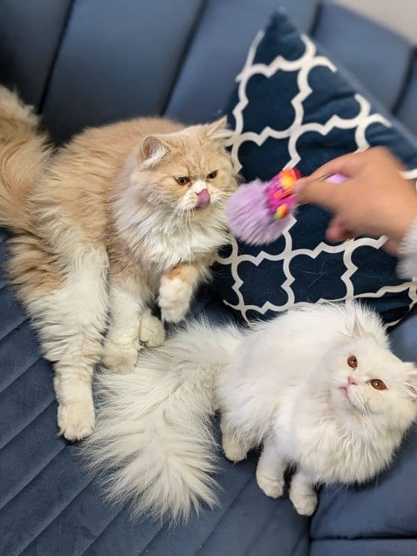 Triple coat Persian cat for sale 6