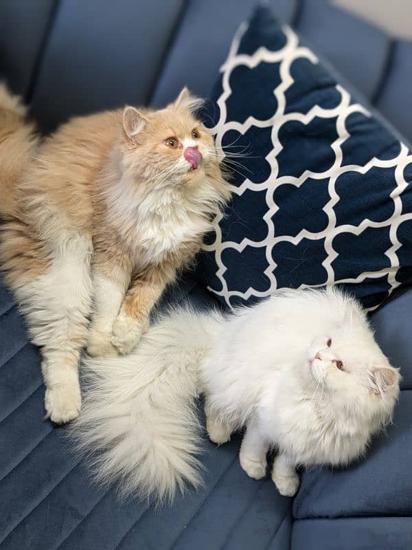 Triple coat Persian cat for sale 7