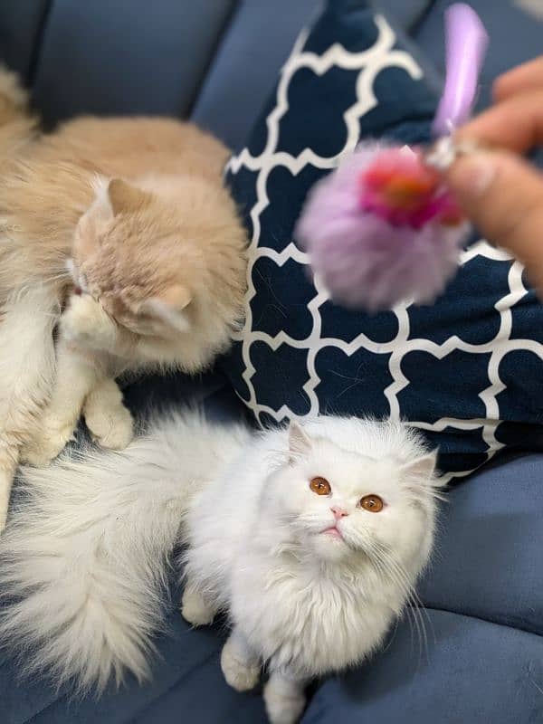 Triple coat Persian cat for sale 8