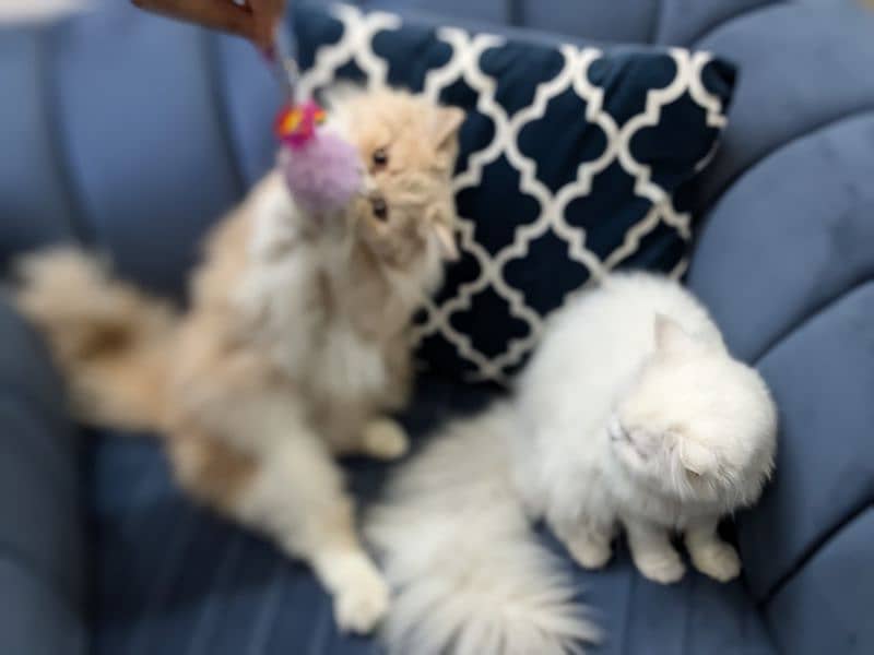 Triple coat Persian cat for sale 9