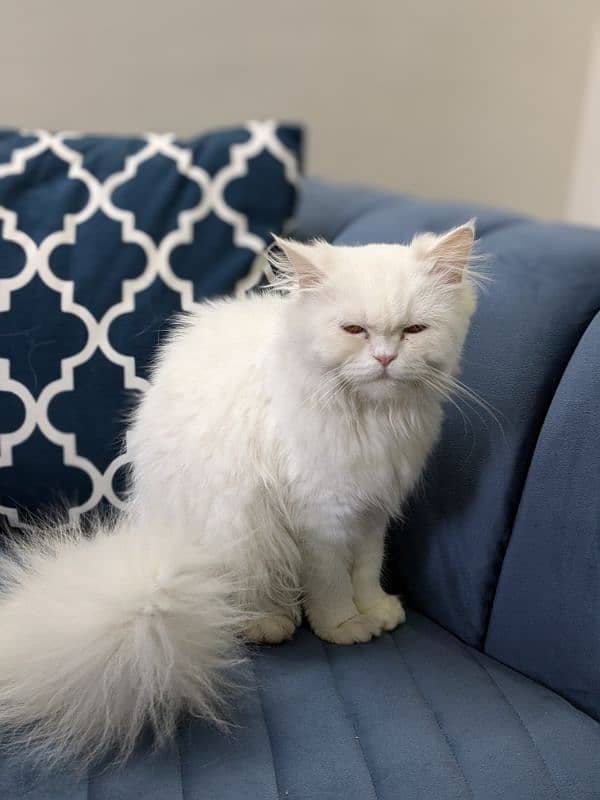 Triple coat Persian cat for sale 10