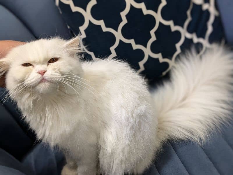 Triple coat Persian cat for sale 11