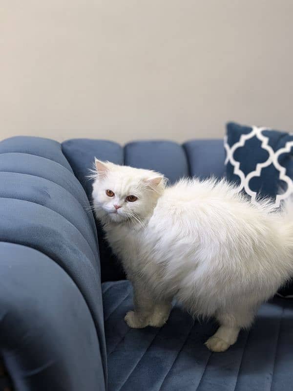 Triple coat Persian cat for sale 13