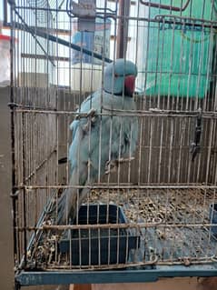 indion blue parrot