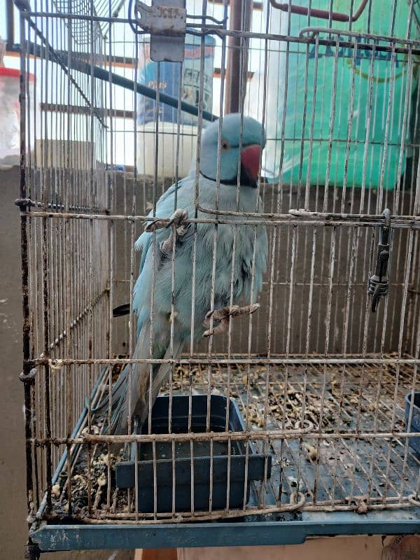 indion blue parrot 0