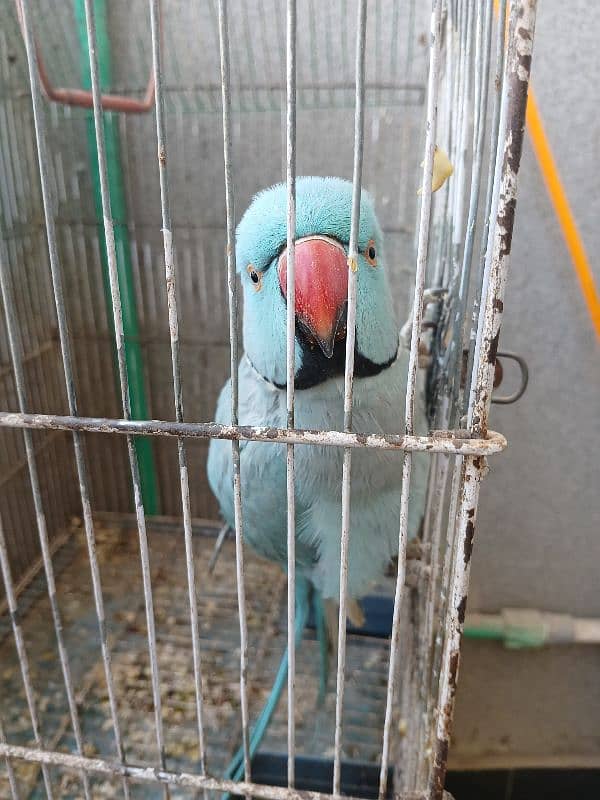 indion blue parrot 1