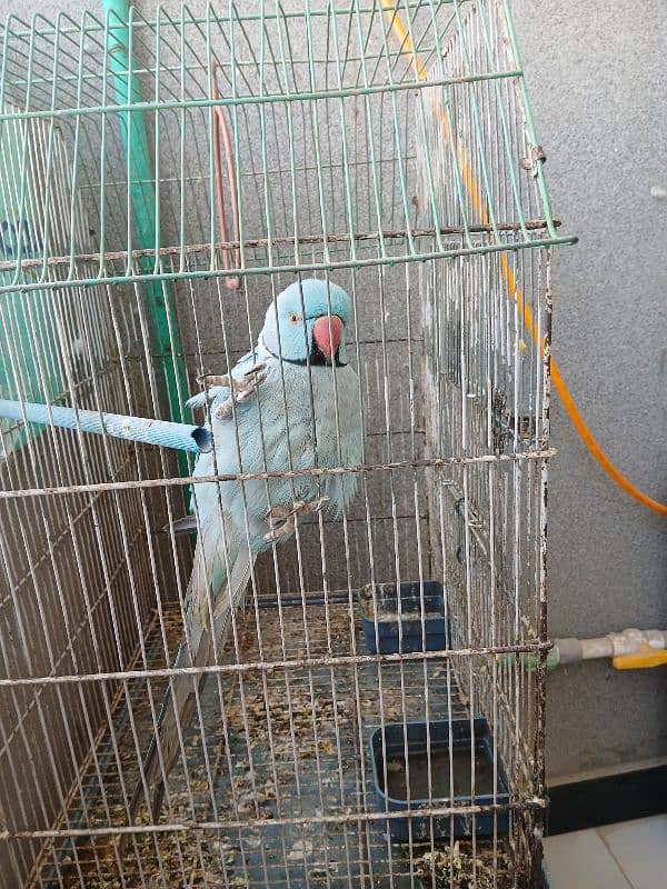 indion blue parrot 2