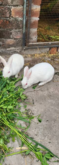 Rabbits male or female