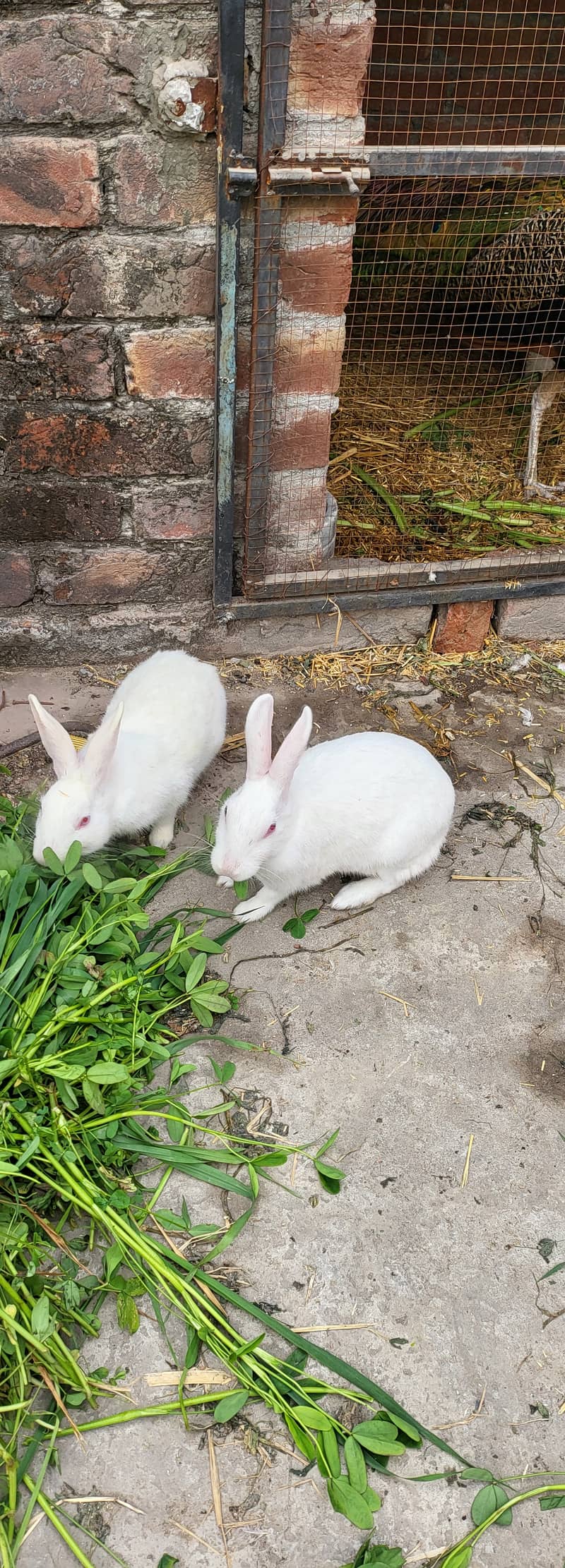 Rabbits male or female 1