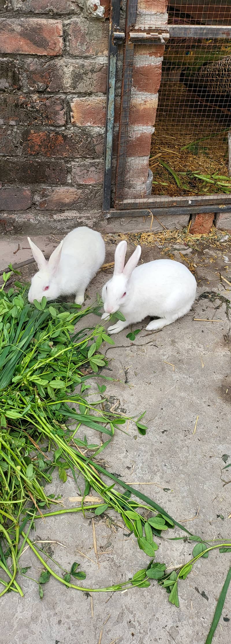 Rabbits male or female 2