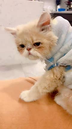 near to peki/piki/pekki/pikki and Persian cats Kittens all available