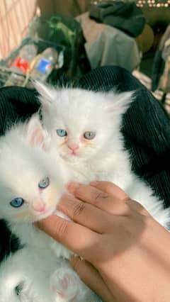 near to peki/piki/pekki/pikki and Persian cats Kittens all available