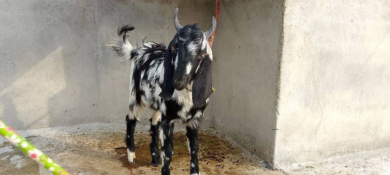 Healthy Goat for sale 0