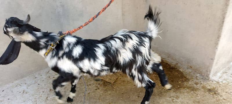 Healthy Goat for sale 2