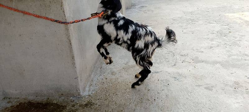 Healthy Goat for sale 3