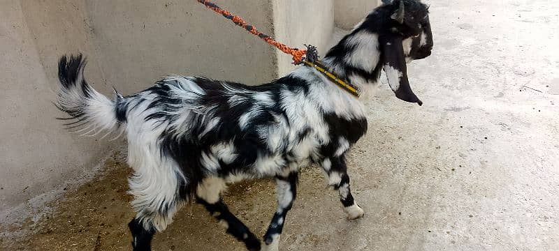 Healthy Goat for sale 4