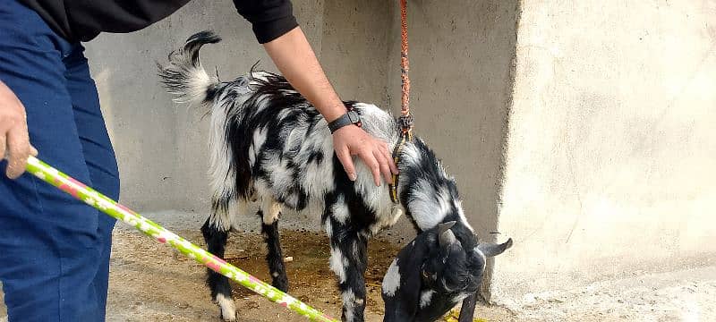 Healthy Goat for sale 5