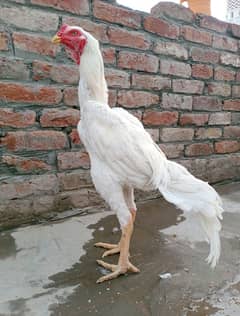 White shamo pathe pathia for sale