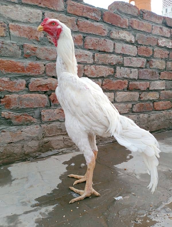 White shamo pathe pathia for sale 0