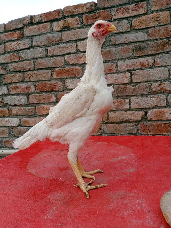 White shamo pathe pathia for sale 1