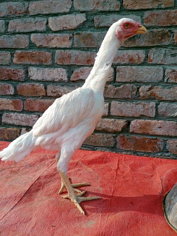 White shamo pathe pathia for sale 3