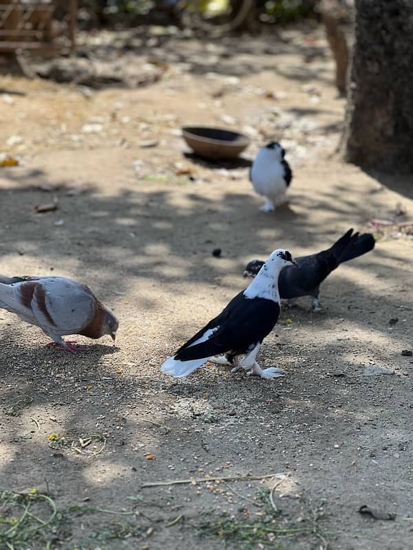 sherazi breeder  pigeons available for sale 0