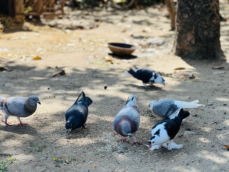 sherazi breeder  pigeons available for sale 2