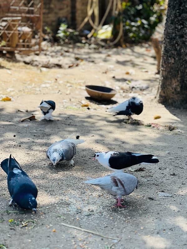 sherazi breeder  pigeons available for sale 3