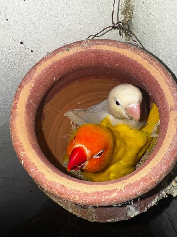 love bird for sale mix 11 breeding pairs all 0