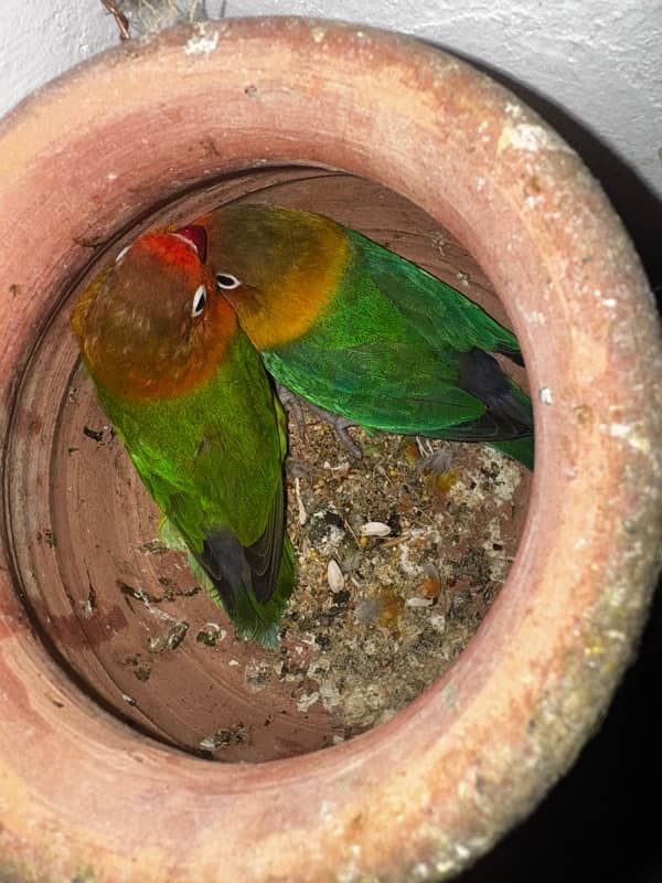 love bird for sale mix 11 breeding pairs all 1