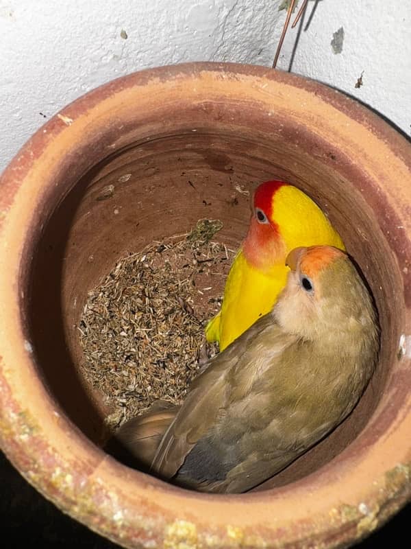 love bird for sale mix 11 breeding pairs all 2