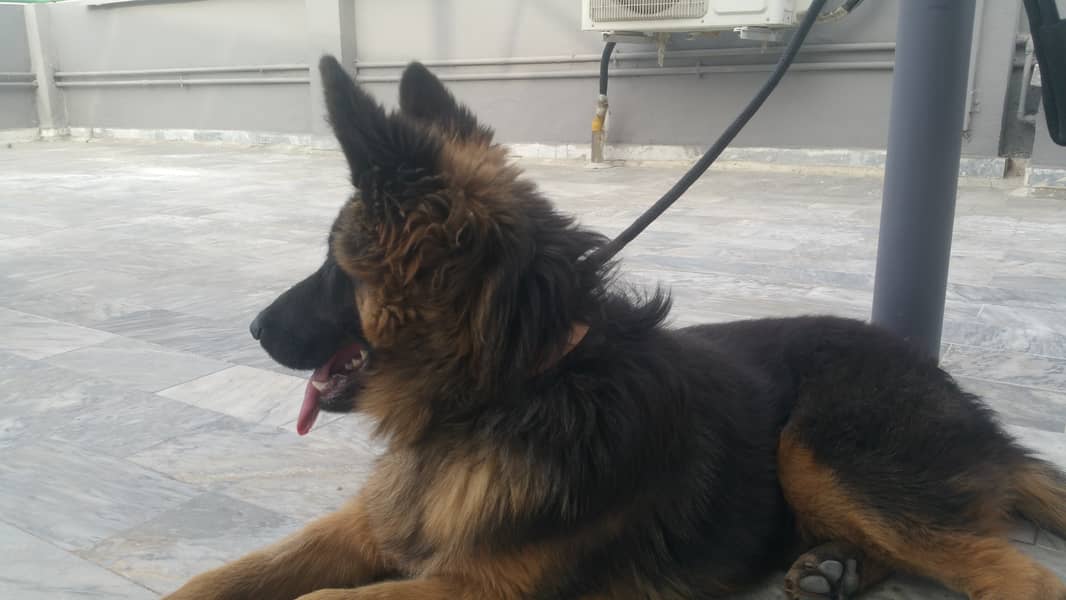 Double coat pure german shepherd 5 months 0