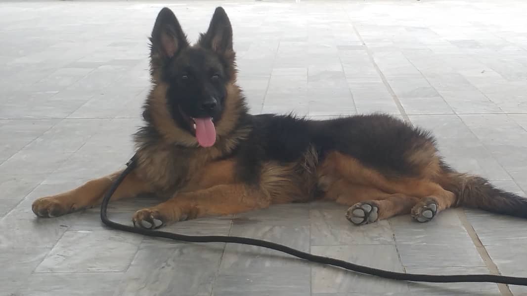 Double coat pure german shepherd 5 months 2