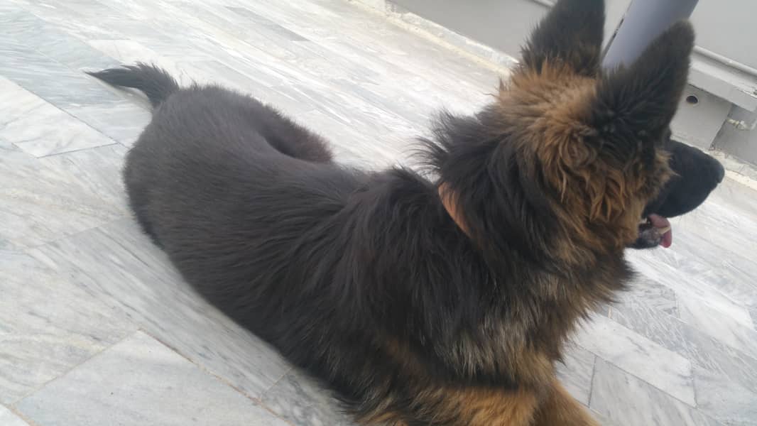 Double coat pure german shepherd 5 months 3