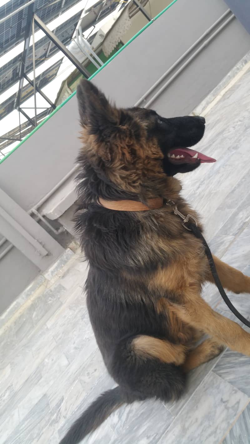 Double coat pure german shepherd 5 months 7