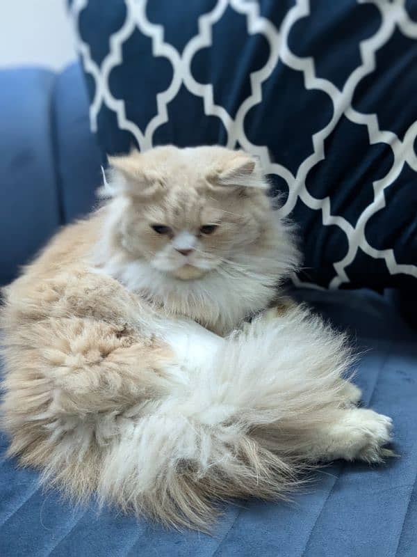 Triple coat Persian cat for sale 15