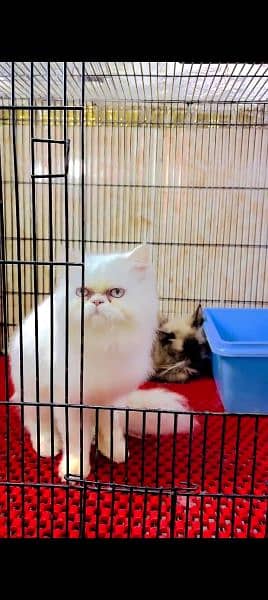 Persian cat for sale male or female my WhatsApp 0329=35=54=428 0