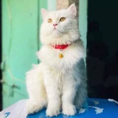 PERSiAN MALE CAT FOR SALE