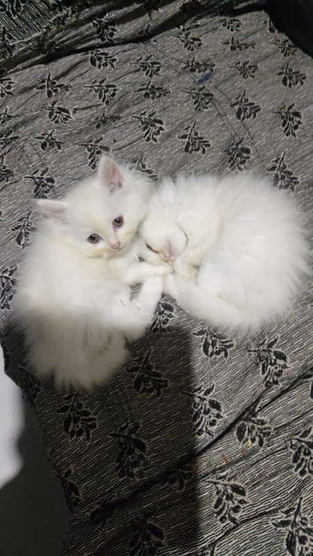 Persian kittens 0